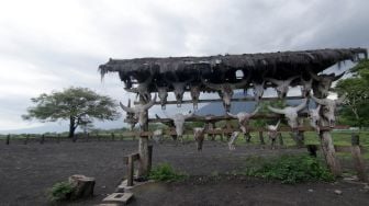 Suasana Taman Nasional Baluran di Situbondo, Jawa Timur, Senin (21/12/2020). [ANTARA FOTO/Budi Candra Setya]