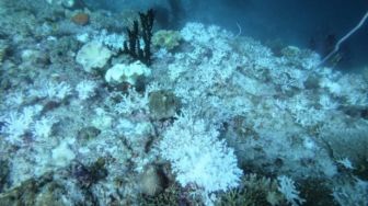 Terumbu Karang di Surga Bawah Laut Raja Ampat Memutih, Ini Penyebabnya