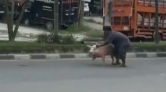 Terjatuh dari Truk, Geger Babi di Riau Lepas dan Mondar-mandir di Jalanan