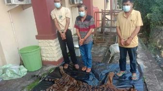 Polisi Tangkap 3 Penjual Kulit Harimau Sumatera Senilai Rp 110 Juta