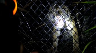 Harimau Sumatera liar (Panthera tigris sumatrae) berada dalam kandang saat proses evakuasi di Desa Pangkalan Sulampi, Kecamatan Suro, Kabupaten Aceh Singkil, Aceh, Rabu (23/12/2020).  [ANTARA FOTO/Syifa Yulinnas]