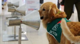 Anjing Pelacak Ini Bertugas Deteksi Covid-19 Penumpang di Bandara