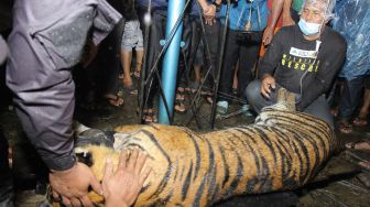 Resahkan Warga Aceh Singkil, Seekor Harimau Sumatera Ditangkap