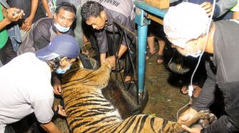 Harimau Sumatera yang Resahkan Warga Aceh Singkil Berhasil Ditangkap