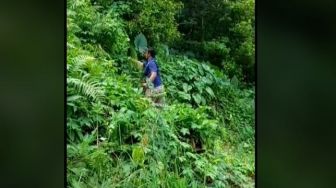 Viral Anggota BNN Blusukan ke Hutan, Bukan Cari Ganja tapi Incar Ini