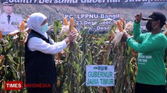 Jaga Ketahanan Pangan, Khofifah Bareng LPPNU Bangil Panen Jagung