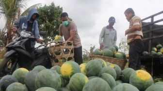 Bersama Masyarakat, Aipda Ralon Berhasil Panen 15 Ton Semangka