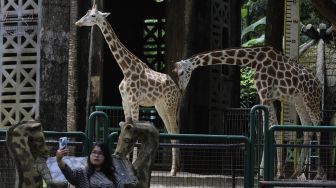 Zona Rekreasi Kebun Binatang Ragunan, Ada yang Menyimpan Ikan dari Amazon