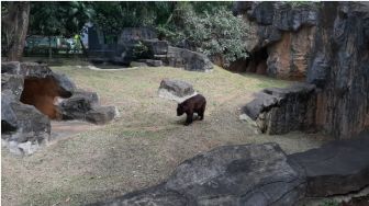 Ragunan Sepi Gegara Pandemi, Petugas: Satwa Jadi Lebih Tenang