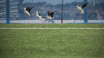 Sejumlah Burung Kaki Bayam yang berfungsi untuk merawat rumput berada di lapangan latih usai diresmikan di Jakarta International Stadium (JIS), Jakarta, Senin (28/12/2020). [ANTARA FOTO/Rivan Awal Lingga]
