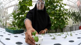 Anggota Kelompok Wanita Tani (KWT) Teratai menanam bibit sayur sawi dengan metode hidroponik di rumah kaca Green House, Sunter Muara, Jakarta, Selasa (29/12/2020).  [ANTARA FOTO/M Risyal Hidayat]