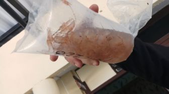 Baby Lobster Senilai Rp 2,69 Miliar Diamankan di Banyuasin