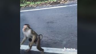 Nyesek, Momen Monyet Kejar Mobil untuk Minta Makan, Sambil Gendong Anak