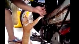 Viral Kucing Lupa Takdir, Pilih Jadi Mekanik Motor Dibanding Cari Makanan