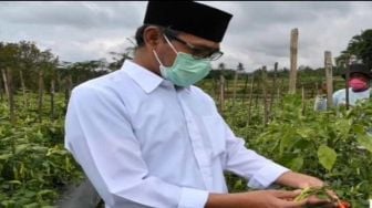 Bupati Temanggung Pastikan Cabai dari Wilayahnya Aman Dikonsumsi