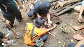 Geger! 16 Telor Ular Piton Ditemukan di Pekarangan Rumah Warga Sragen