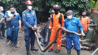 Warga Kebon Jeruk Geger, Dalam Sehari Ditemukan Dua Ular Sanca Liar