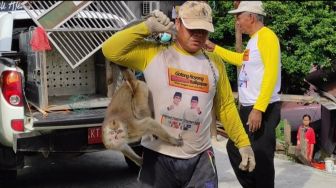 Seekor Monyet Gigit Balita Berumur Dua Tahun di Balikpapan