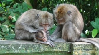 Cara Efektif Memutus Mata Rantai Penularan Kutu Rambut Sekeluarga