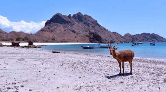 Labuan Bajo Diproyeksikan sebaga Wisata Alam dan Budaya
