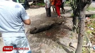 Geger, Ular Piton Empat Meter Makan Anjing Peliharaan Bikin Warga Penasaran