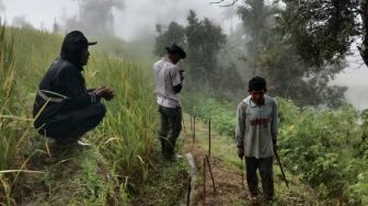 Warga Resah, Beruang Madu Kembali Muncul di Kawasan Kelok 44 Agam