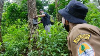 Geger Kemunculan Harimau Loreng di Gunung Wilis, BKSDA Pasang Camera Trap