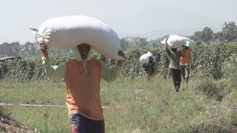 Jokowi Tanya Hasil Pupuk Subsidi, Petani: Pupuknya Sering Langka, Jadi Berdampak ke Hasil Panen