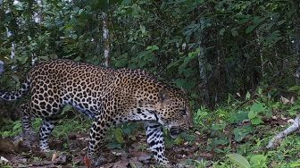 Diusik Pemburu Babi, Raja Hutan Turun Gunung dan Terkam Ternak Warga