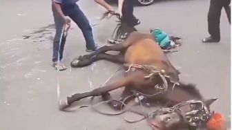 Kejam! Kuda Delman Kelelahan, Dicambuk Meski Sudah Terkapar Tak Berdaya