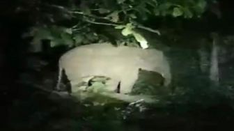 Dua Ekor Gajah yang Masuk Kampung Hampir Celakai Tim Mitigasi