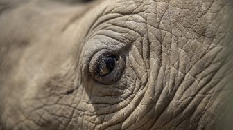 Mata seekor anak badak terlihat di The Rhino Orphanage, di lokasi yang dirahasiakan dekat Mokopane, provinsi Limpopo,  Afrika Selatan, pada (9/1/2021). [Michele Spatari / AFP]