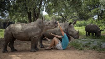 Penjaga ZanrŽ Van Jaarsveld (26) bermain dengan anak badak di The Rhino Orphanage, di lokasi yang dirahasiakan dekat Mokopane, provinsi Limpopo,  Afrika Selatan, pada (9/1/2021). [Michele Spatari / AFP]