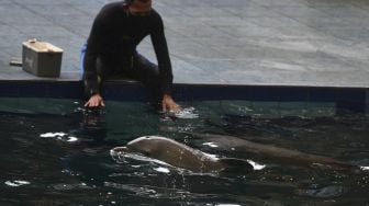 Bayi Lumba-lumba Hidung Botol (Tursiops truncatus) yang berjenis kelamin betina dan bernama Uchuy bermain bersama induknya di Taman Safari Prigen, Pasuruan, Jawa Timur, Jumat (15/1/2021). [ANTARA FOTO/Zabur Karuru]