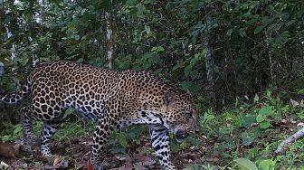 Javan Leopard Cub was Born at Neru Betiri National Park