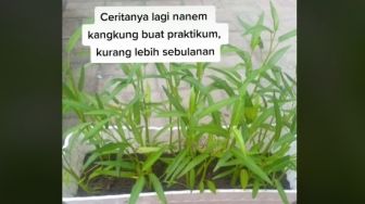 Maksud Hati Tanam Kangkung untuk Tugas, Cewek Ini Malah Bernasib Ngenes