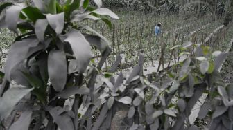 Petani membersihkan debu vulkanik letusan Gunung Semeru yang menempel pada tanaman di kebun miliknya di Desa Wonoagung, Lumajang, Jawa Timur, Minggu (17/1/2021). [ANTARA FOTO/Zabur Karuru]
