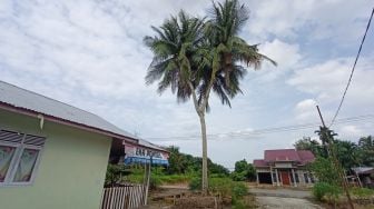 Punya Pohon Kelapa Unik, Pak Haji di Siak Infakkan Uang Penjualan ke Masjid