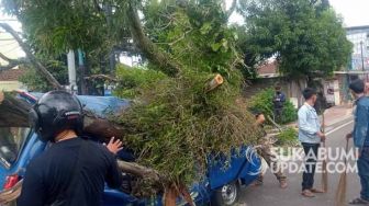 Viral Detik-Detik Pohon Tumbang Remukkan 2 Mobil di Cianjur, 3 Orang Luka