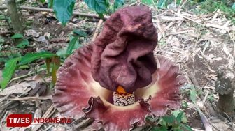 Bunga Bangkai Tumbuh di Pekarangan Rumah, Warga Pagaralam Ini Takjub