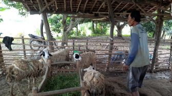 Geger Teror Gerombolan Anjing Liar Kelaparan Serang Ternak Warga Tuban