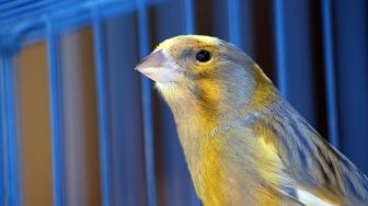 8 Tanda Burung Peliharaan Akan Mati, Segera ke Dokter Hewan sebelum Terlambat