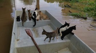 Viral Video Lelaki Selamatkan Kucing yang Terjebak Banjir dengan Sampan