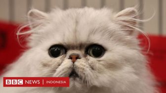 Demi Konten, Remaja Ini Tega Lempar Kucing dari Atas Bukit