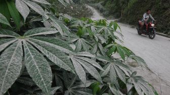 Pengendara motor melintas di jalan desa yang tertutup abu vulkanik Gunung Merapi di Songgo Bumi, Mriyan, Tamansari, Boyolali, Jawa Tengah, Selasa (19/1/2021). [ANTARA FOTO/Aloysius Jarot Nugroho]