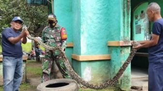 2 Ular Sanca Ukuran Jumbo Ditangkap, Satu Dekat Kantor Wali Kota Serang