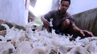 PEKIT Sambut Baik Dukungan Pemerintah Mendorong Ekspor Sarang Burung Walet