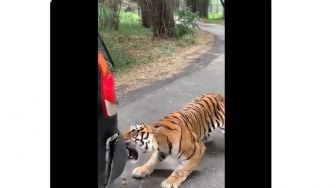 Merinding! Mobil Macet Jadi Sasaran Empuk Harimau, Bumper Nyaris Terlepas