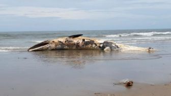 Terungkap, Paus Terdampar di Pantai Batubelig Bukan Kali Pertama Terjadi