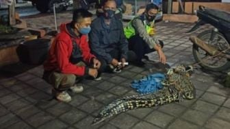 Buaya yang Ditangkap Warga Sidoarjo Dititipkan di Kebun Binatang Surabaya